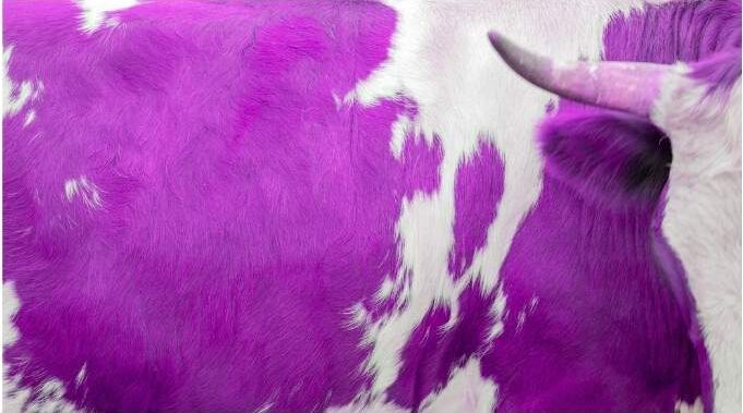 Seth Godin Purple Cow